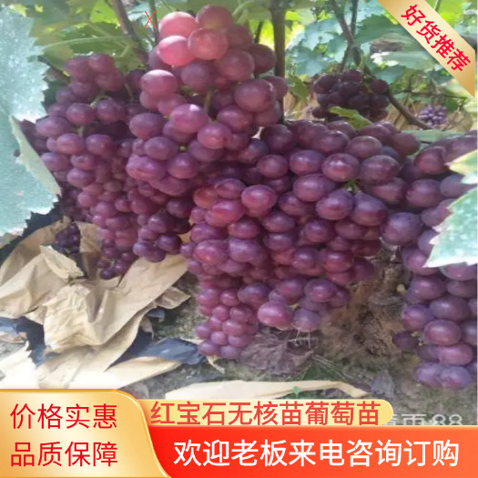 平度市山东红宝石无核苗 销售基地保证品种纯度