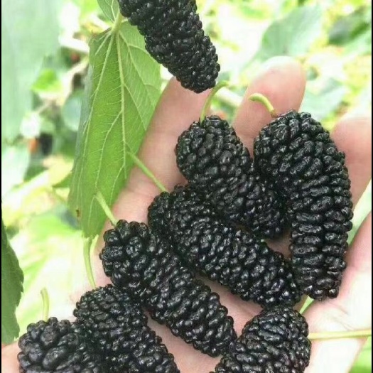 桑葚干，新疆桑葚干，精品桑葚干批发零售无沙无碎粒，产地发货