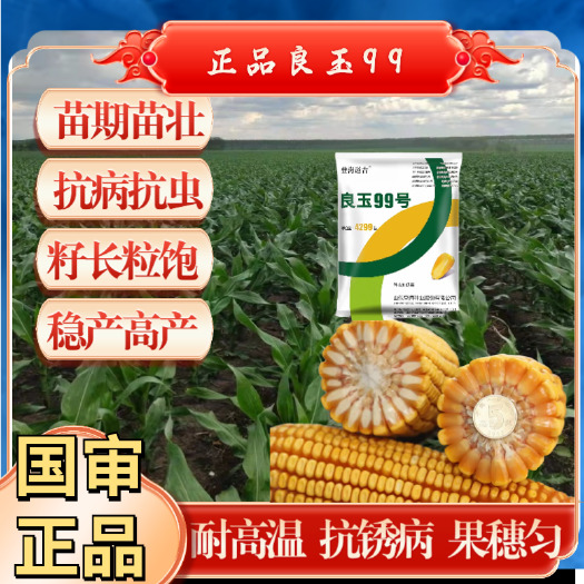 济南4299粒蓝宝石良玉99改良提纯新升级 更抗倒 更抗病更抗虫