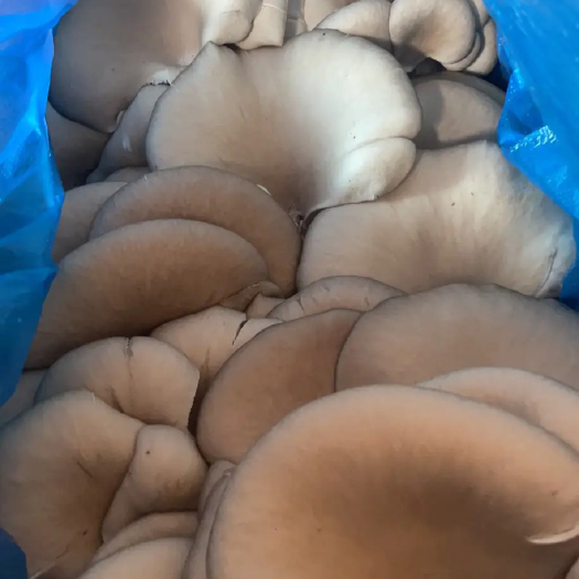 陆良县平菇/菌包/榆黄菇等批发