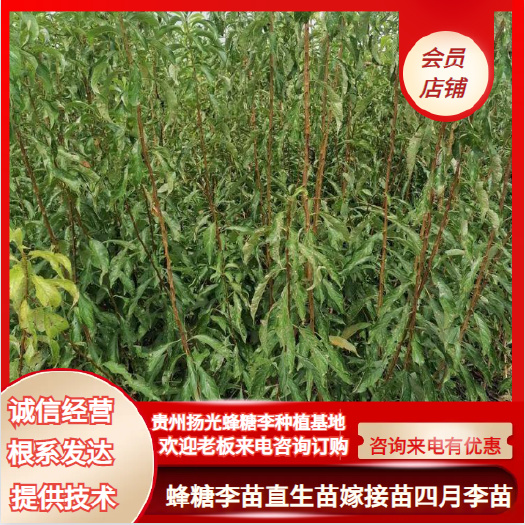 镇宁县蜂糖李树苗 嫁接苗 裸根苗
