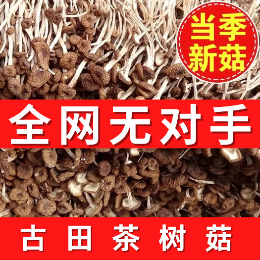 古田县古田茶树菇干货批发开伞茶树菇 不开伞茶树菇 一键代发