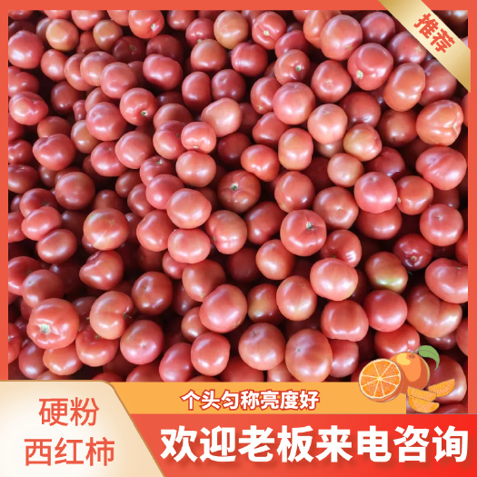 米易县西红柿
硬粉西红柿