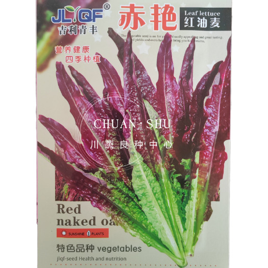 绵阳红油麦菜种子紫叶油麦菜种子红莜麦菜种子红凤尾种子红笋尖种子
