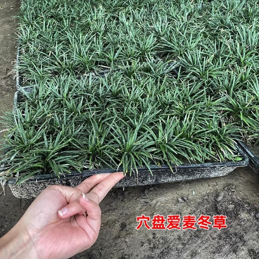 英德市玉龙草矮麦冬盘苗