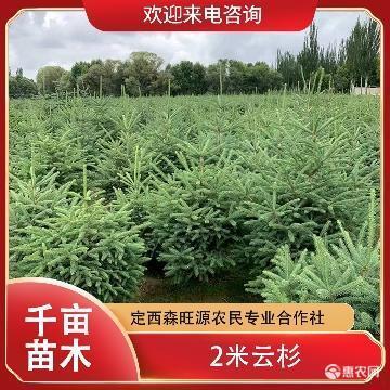 定西甘肃云杉米径5公分6公分7公分8公分9公分批发