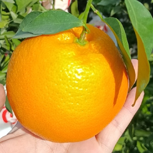 耙耙柑