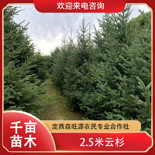 云杉种植面积大规格齐全4公分5公分6公分7公分出售
