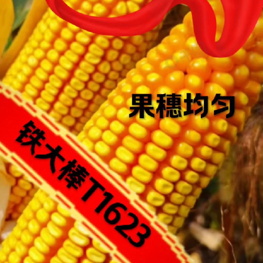 铁大棒T1623，杆矮穗位低，根系发达抗倒强，容重高脱水快