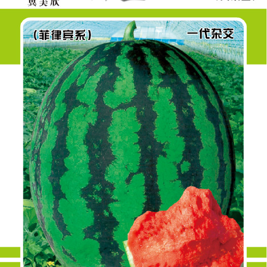 高碑店市甜王西瓜种子科益甜王品质好大红瓤产量高