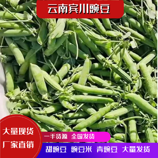 云南宾川豌豆