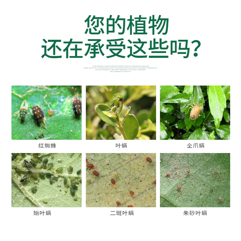 11%乙螨唑  红蜘蛛专用杀卵柑橘芒果苹果茄子等