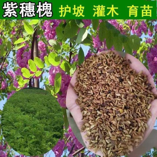 紫穗槐种子刺槐种籽护坡高速公路绿化灌木耐旱耐寒优质紫穗槐种籽
