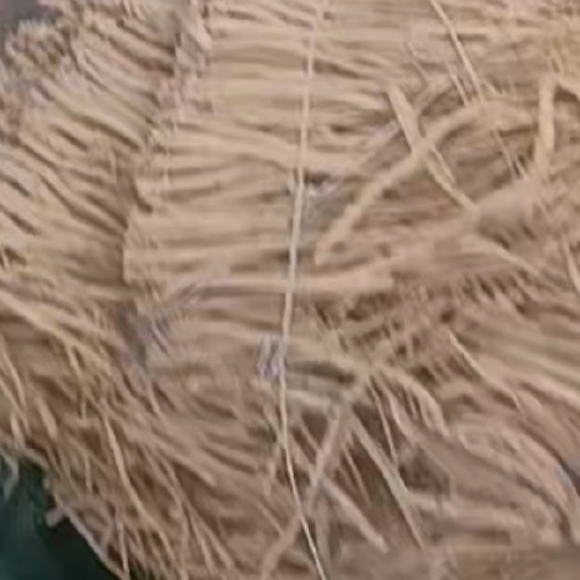 陇西县自家种植中药材