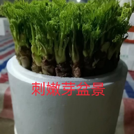 长春刺嫩芽