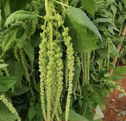 沭阳县尾穗苋种子花种籽老枪谷仙人谷观赏花捧花切花垂鞭绣绒球红色饰品
