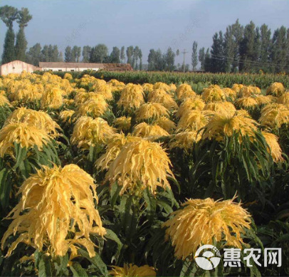 雁来红种子 观叶植物花卉品种老来少三色苋常见好种叶类观赏