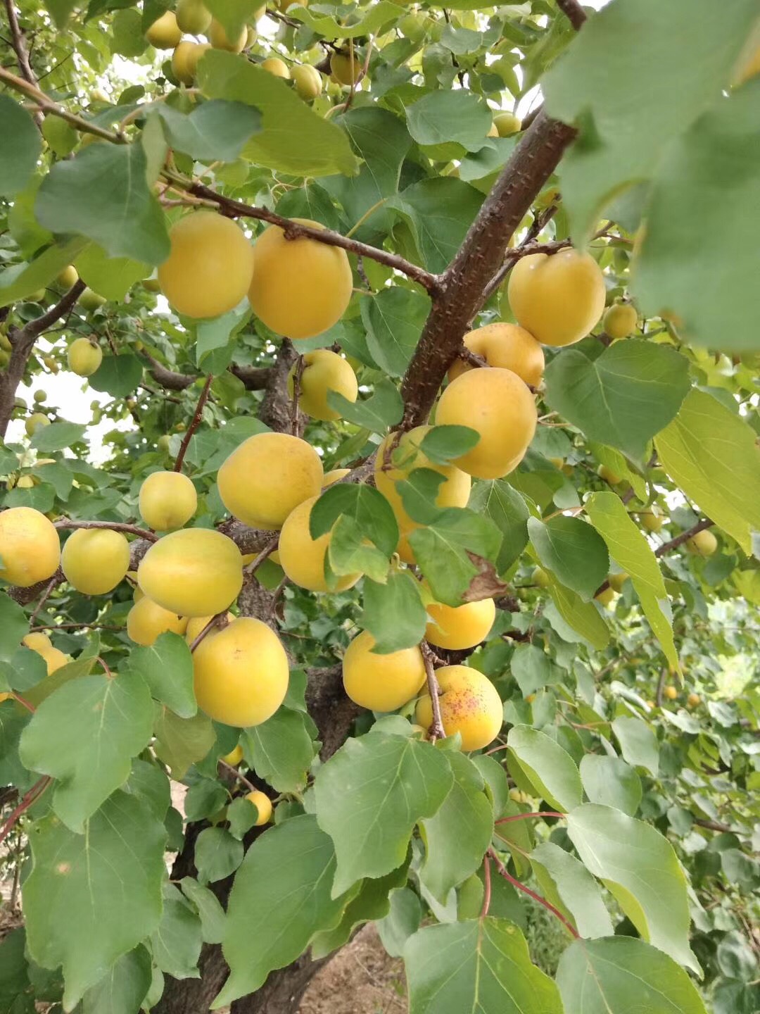 荷兰香蜜杏授粉树图片