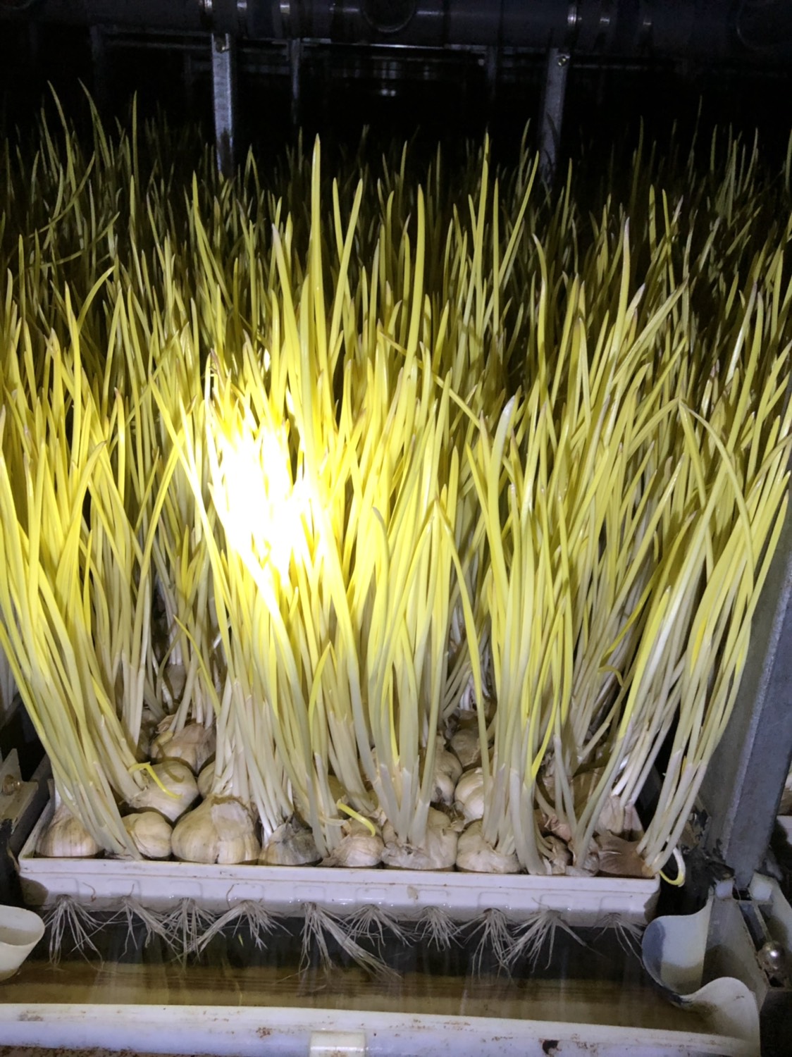 水培蒜黄立体架种植图片