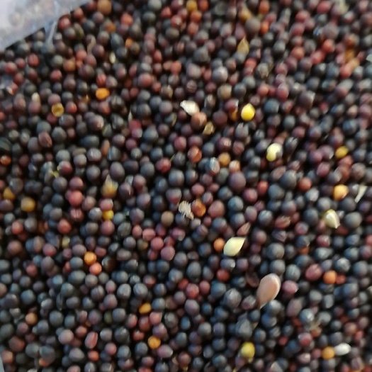 满洲里市油菜籽