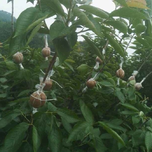毕节玛瑙红樱桃树苗