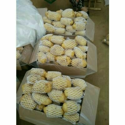 荷兰15  荷兰土豆 无青头 无芽头 全国发货