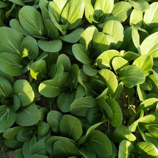 曹县金品28青梗菜 1两以下