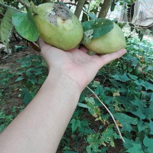 灵山县香水柠檬苗 