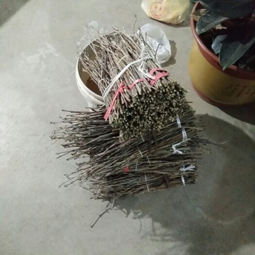 阳信县金蝉