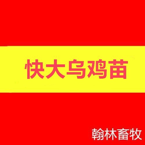南宁麻羽乌鸡苗 