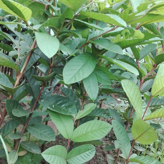 四会市番石榴苗 