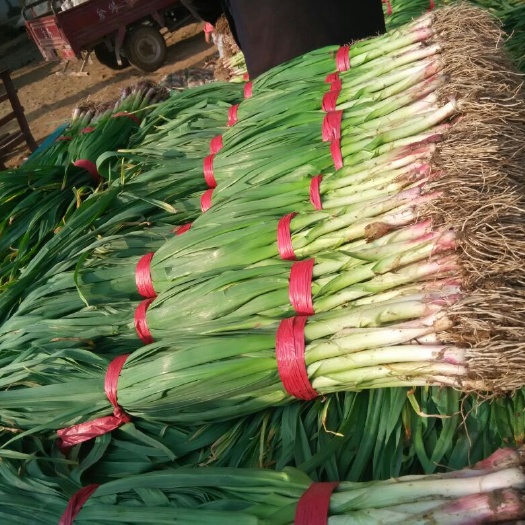 泰安红根蒜苗 60 - 70cm
