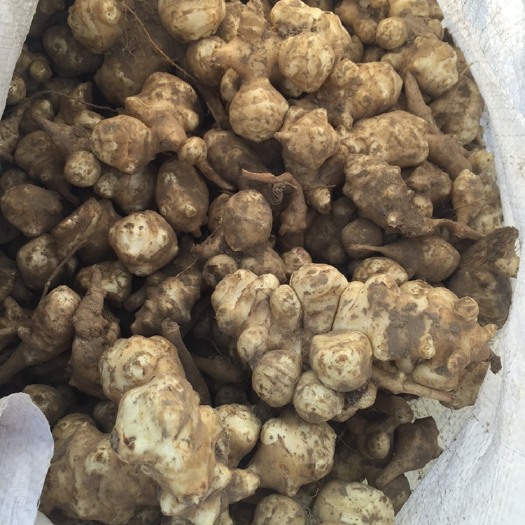 东台市南菊芋9号