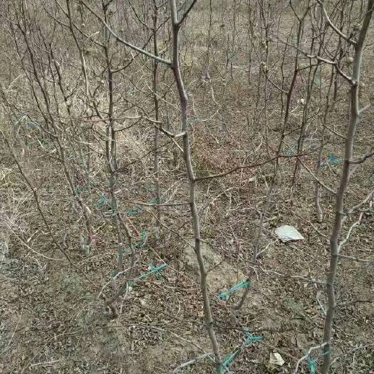滨州沾化冬枣苗