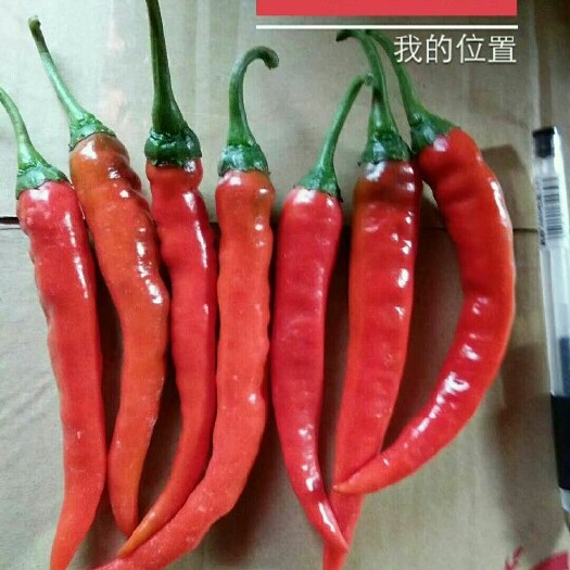 济源市美人椒 15~20cm 红色 微辣
