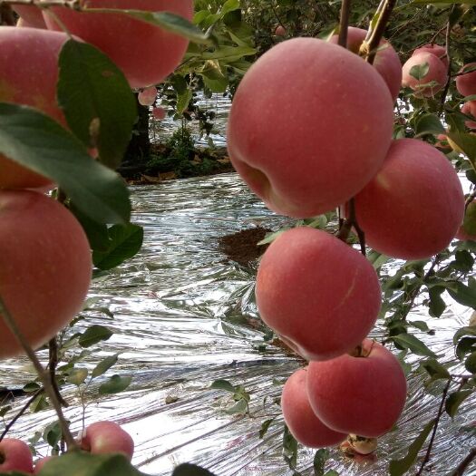 三日红苹果树苗 三天上色，高庄全红，果星小果锈轻卖价高，