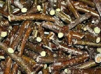 滨州沾化冬枣2号接穗