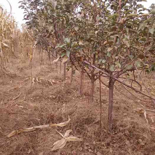 卢龙县寒富苹果树苗 1~1.5米
