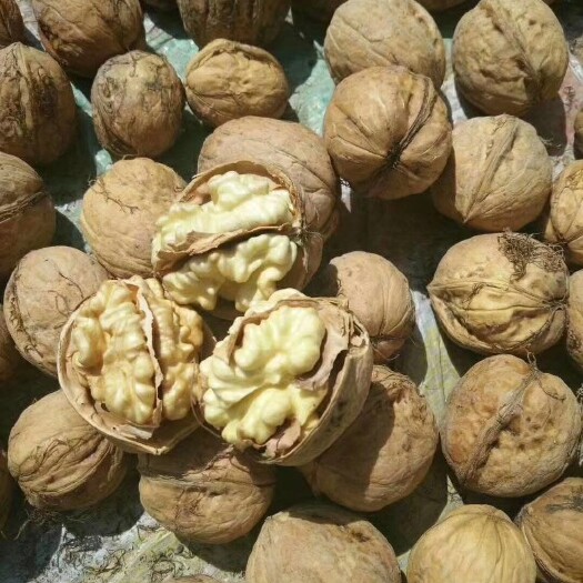 阿拉尔市薄皮核桃