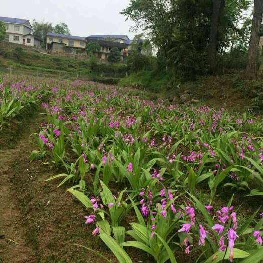 崇阳县白及 紫花白芨家种苗