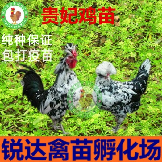 南宁贵妃鸡苗