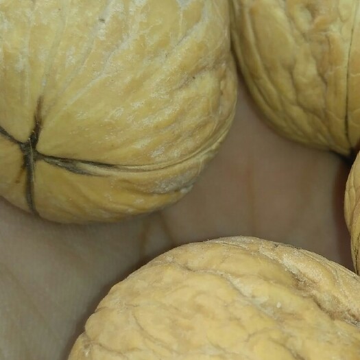 泰安新疆核桃