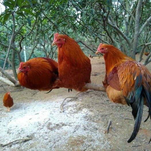 南宁 鸡苗，土鸡苗是属南方两大土鸡之一麻土鸡（灵山土鸡）