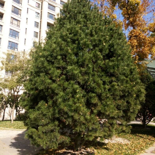 天津山西白皮松