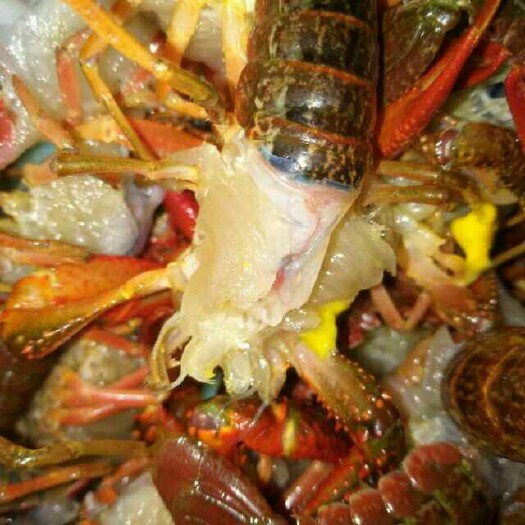 武汉清水小龙虾一手货源，全国包邮，硬规格，死虾包赔，全国发货
