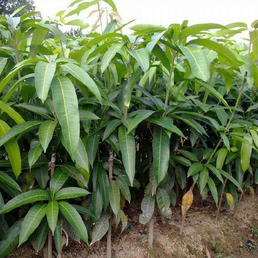 灵山县金煌芒果苗 