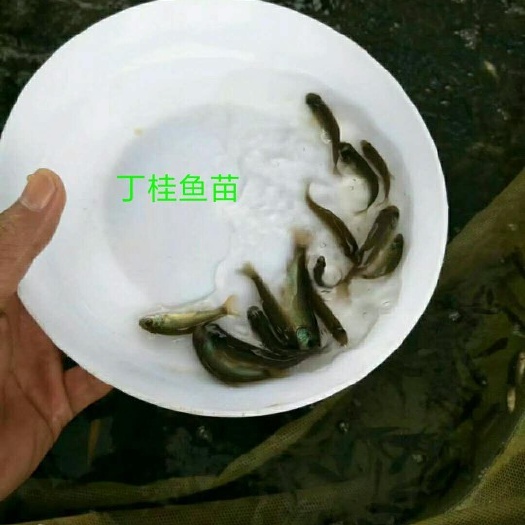 广州丁桂鱼苗 