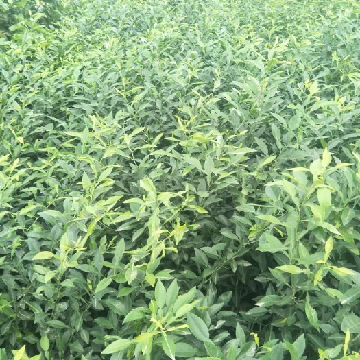 金堂县香橙苗 移栽苗 0.3~1米