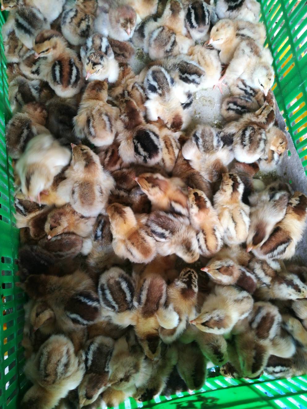  鸡苗，土鸡苗是属南方两大土鸡之一麻土鸡（灵山土鸡）