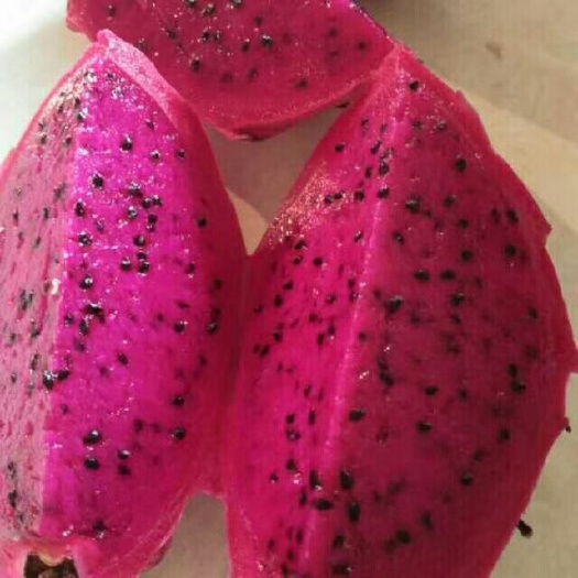 灵山县红麒麟苗